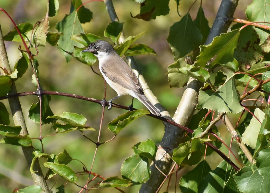 Bigiarella (Sylvia curruca)